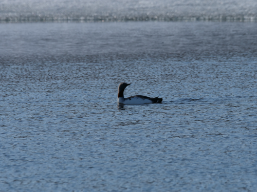 Plongeon-arctique