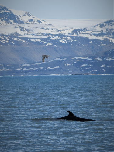 RorqualEtFulmar