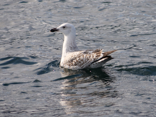 goeland-scaled