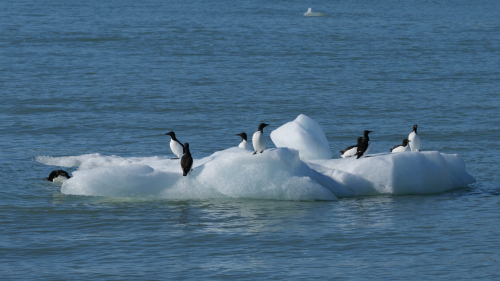 guillemotsBanquise2-scaled